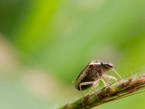 Heteroptera Stock Photos