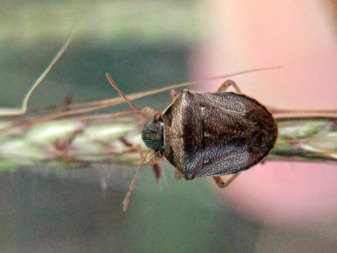 Heteroptera Fotos de archivo