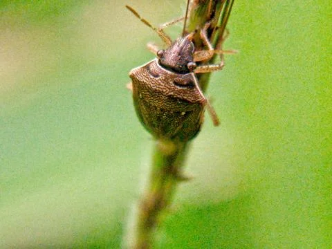 Heteroptera Stock Photos