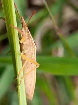 Heteroptera Stock Photos