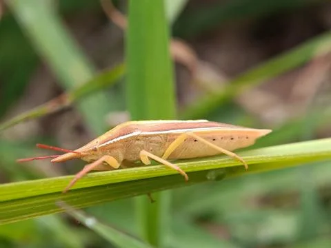Heteroptera Stock Photos