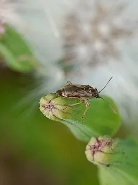 Heteroptera Fotos de archivo