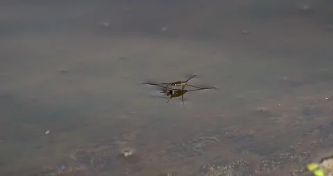 Heteroptera water striders Stock Footage 318833450