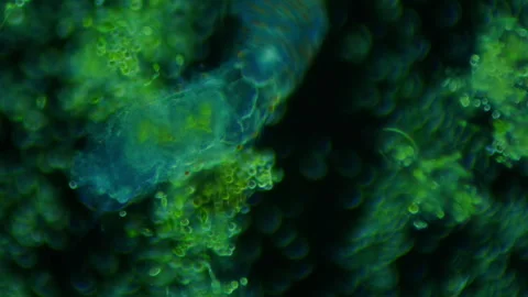 Heterotroph eats autotroph. The fascinating process of living organisms Stock Footage 280559976