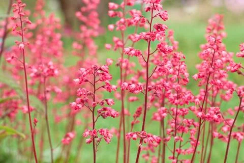 Heuchera Stock Photos