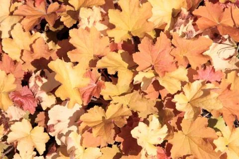 Heuchera Stockfoto's