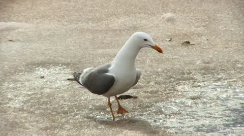 Heuglin's Gull 1 Stock Footage 18185548