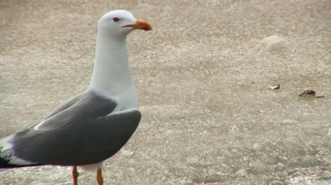 Heuglin's Gull Video stock 18185590