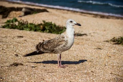 A Heuglins gull Stock Photos