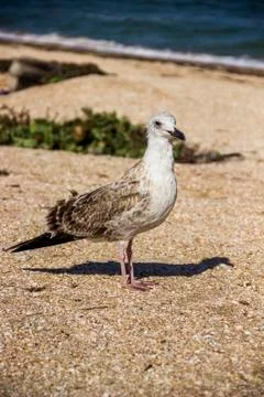 A Heuglins gull Stock Photos
