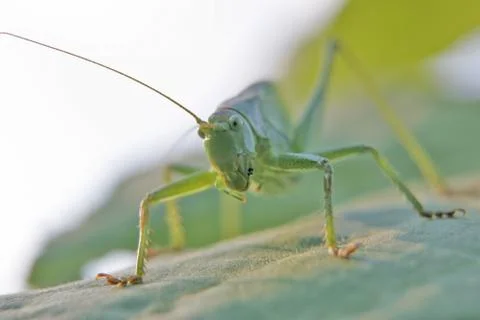 Heuschrecke Stock Photos