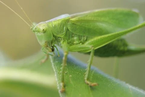 Heuschrecke Stock Photos