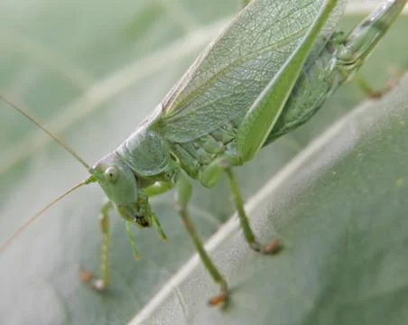 Heuschrecke Stock Photos