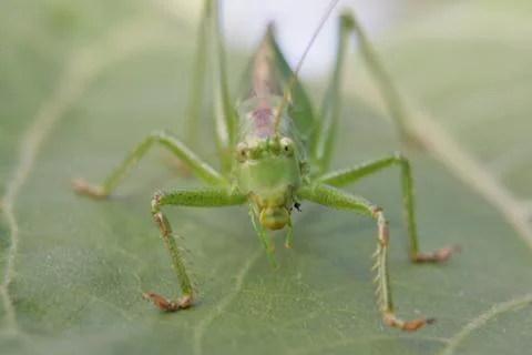 Heuschrecke Stock Photos