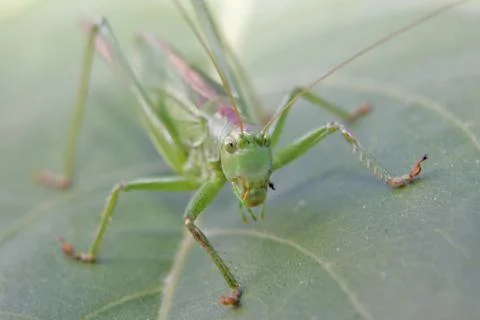 Heuschrecke Stock Photos