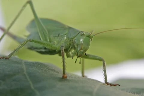 Heuschrecke Stock Photos