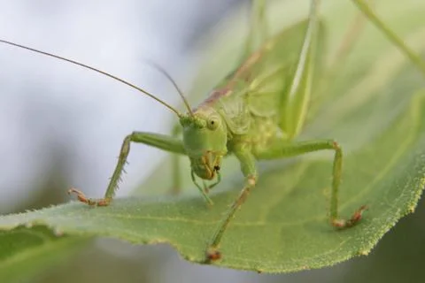 Heuschrecke Stock Photos