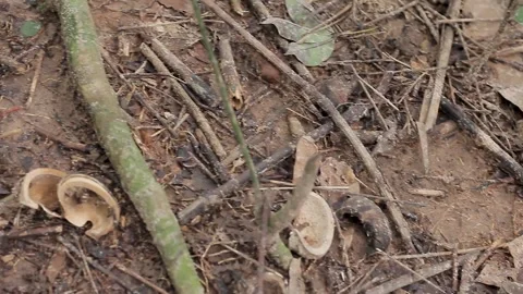 Hevea brasiliensis Stock Footage 300653610