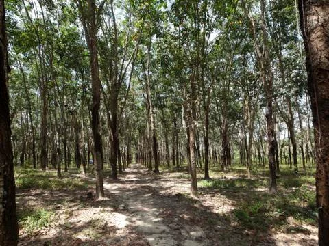 Hevea  forest Fotos de archivo