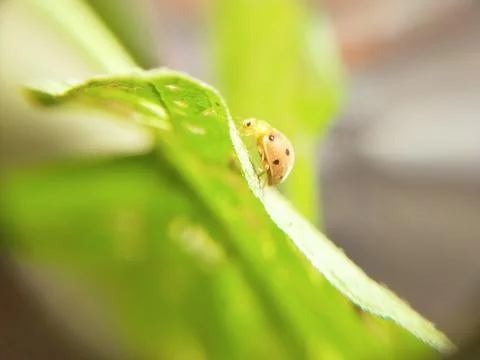 HEWAN IMUT Stock Photos