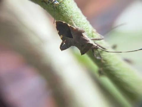 HEWAN LEMBING Foto stock