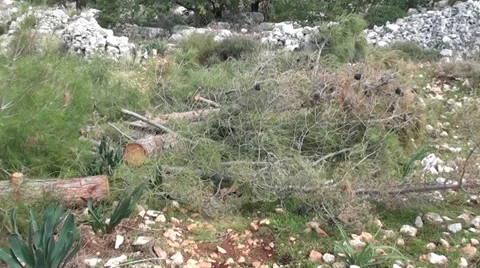 Hewn pine tree Stock Footage 35915200