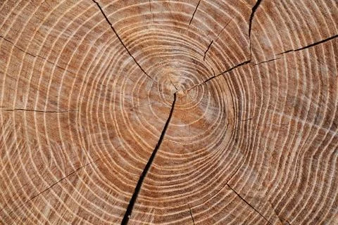 Hewn timber cross-section Stock Photos