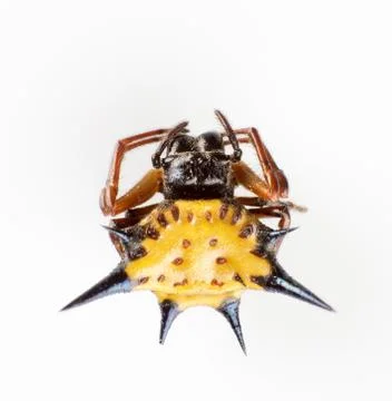 Hexagon spider Foto stock