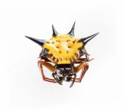 Hexagon spider Stock Photos