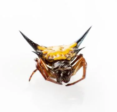 Hexagon spider Foto stock