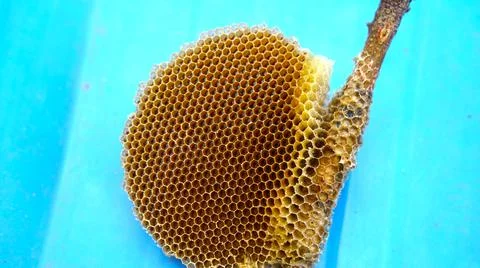 Hexagonal Bee hives with micro holes. Honey comb hangings on wooden stick wit Stock Photos