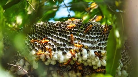 Hexagonal cells with larva of common yellow wasp or Ropalidia marginata. Expo Stock Photos