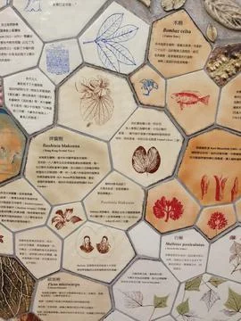 Hexagonal Information Wall With Text And Images Stock Photos