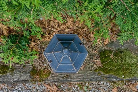A hexagonal metal object sits under cedar branches on the forest floor besi.. Fotos Stock