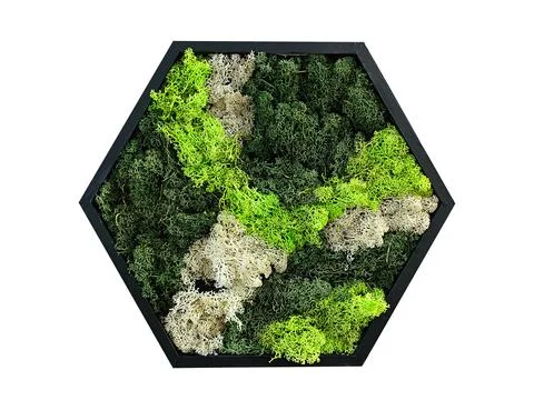 Hexagonal pattern from decorative preserved forest moss reindeer moss, isol.. 库存照片