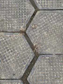 Hexagonal Pavement with Grass Growing Between Tiles Stock Photos