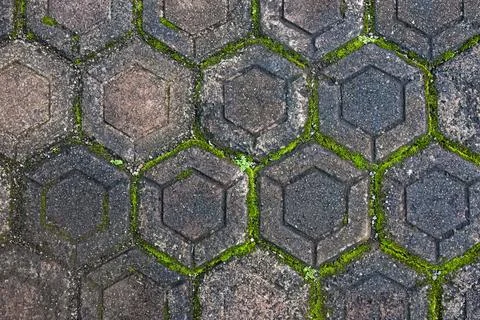 Hexagonal paving block texture with natural green moss Stock Photos
