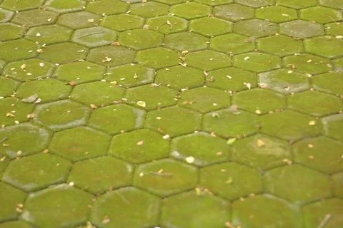 Hexagonal paving blocks covered in green moss with fallen leaves Stock Photos