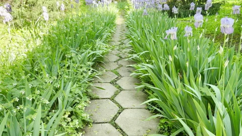 Hexagonal Paving Stones Lead Through Lush Green Iris Plants in Sunlit Garden Stock Footage 335546648