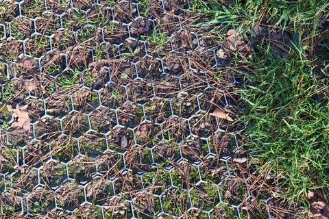 Hexagonal plastic grid reinforcing soil with emerging grass and fallen leaves Stock Photos