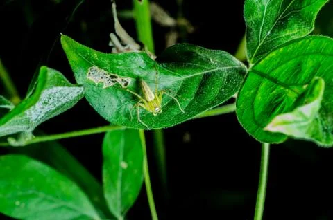 Hexagonal spider eyes on green leaf Stock Photos