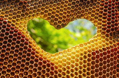 Hexagonal textured honeycomb background close-up. Heart shaped hole in bee fr Stock Photos