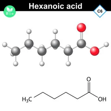 Hexanoic acid molecule Stock Illustration
