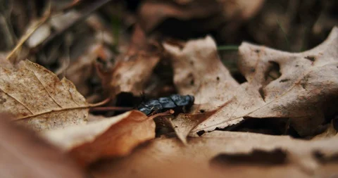 Hexapod bug crawling on forest floor in Appalachia Stock Footage 128021100
