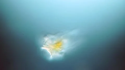 Hexarthra Rotifer with Wing-like Appendages - DIC Microscopy, Stock Footage 319072577