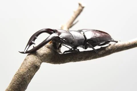 Hexarthrius mandibularis, stag beetle, on dry branch Stock Photos