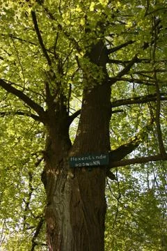 Hexenlinde Stock Photos