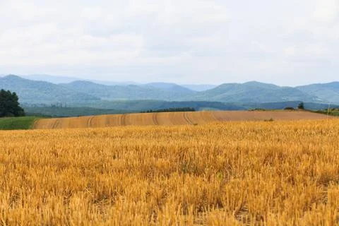 Hey in field with sky. Stock Photos