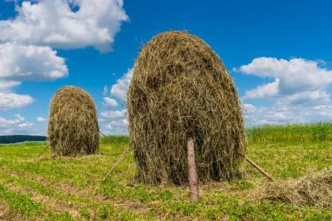 Hey rolls on the field Stock Photos