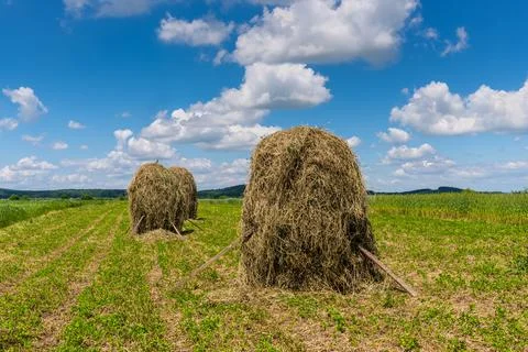Hey rolls on the field Stock Photos